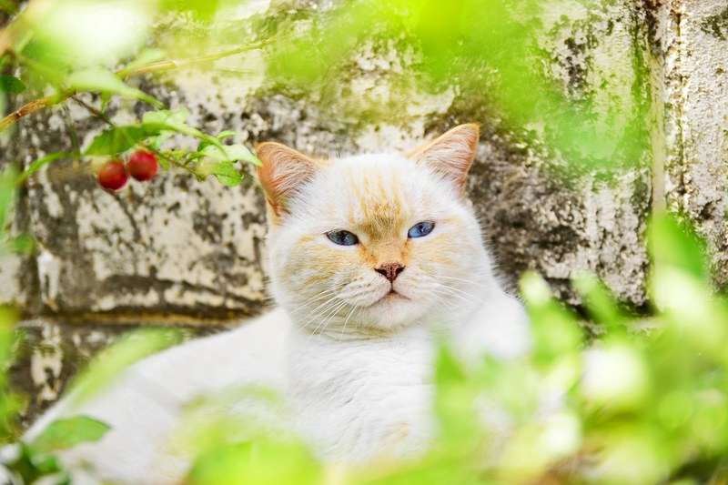 blueeye himalayan petportarit and catsareawesome 4k