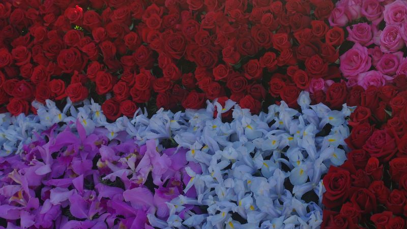 flowers, roses, floral background, 4k