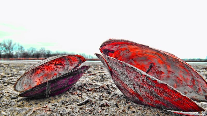 shell, sand, mud, beach, 4k