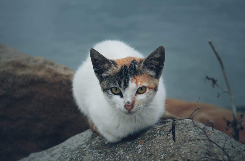claw ear eye and whisker 4k