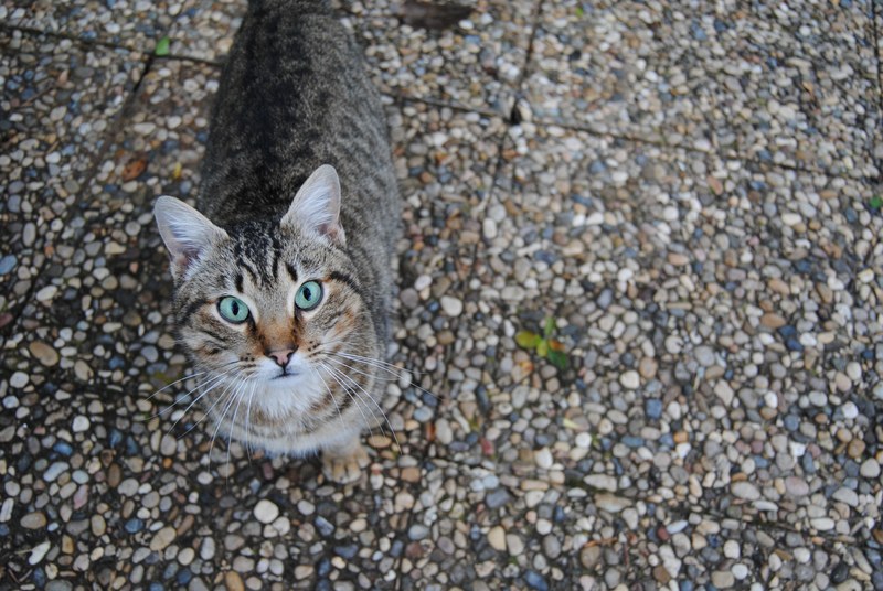 a high angle shot of a tabby cat looking up to the camera, tabby cat on a sidewalk 4k