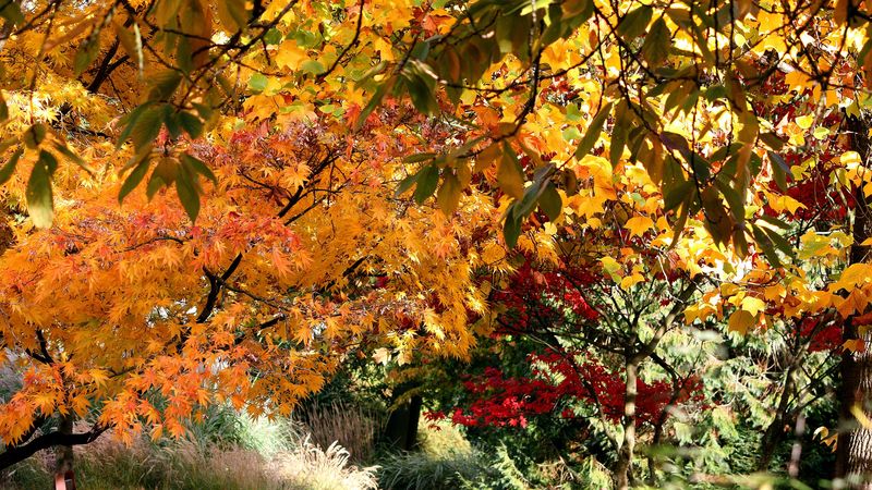 fall, trees, leaves, nature, 4k