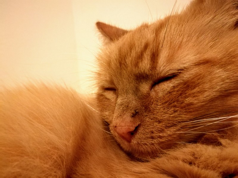 sleeping sleep ginger and cat 4k