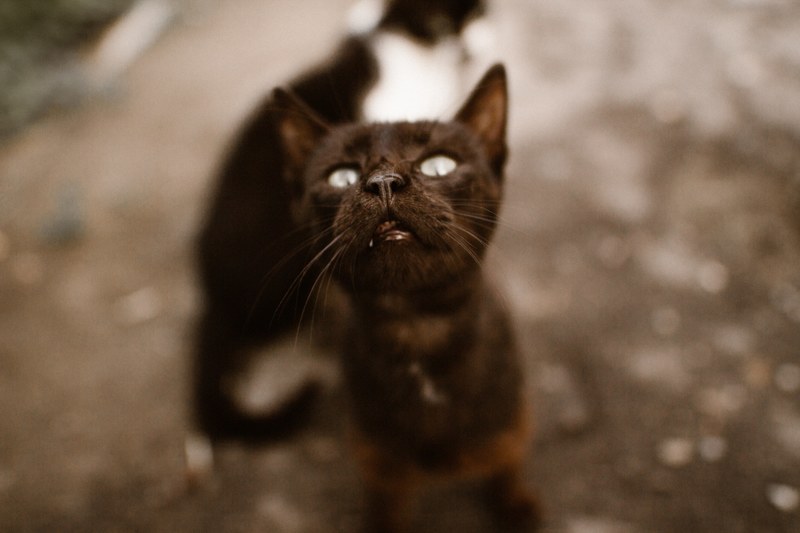 claw eye whisker and pet 4k