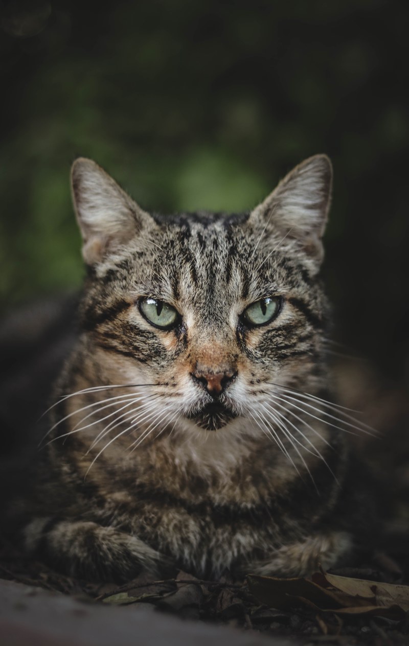 cat cat portrait cat face and cat eye hd, 4k