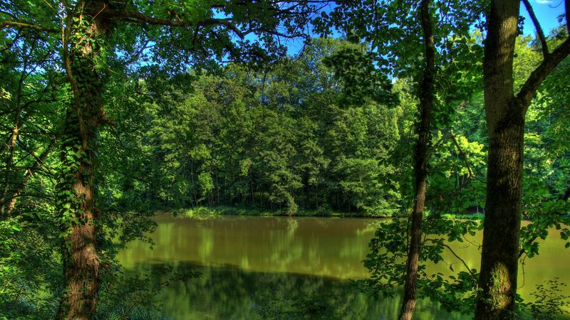river, germany, trees, nature, 4k