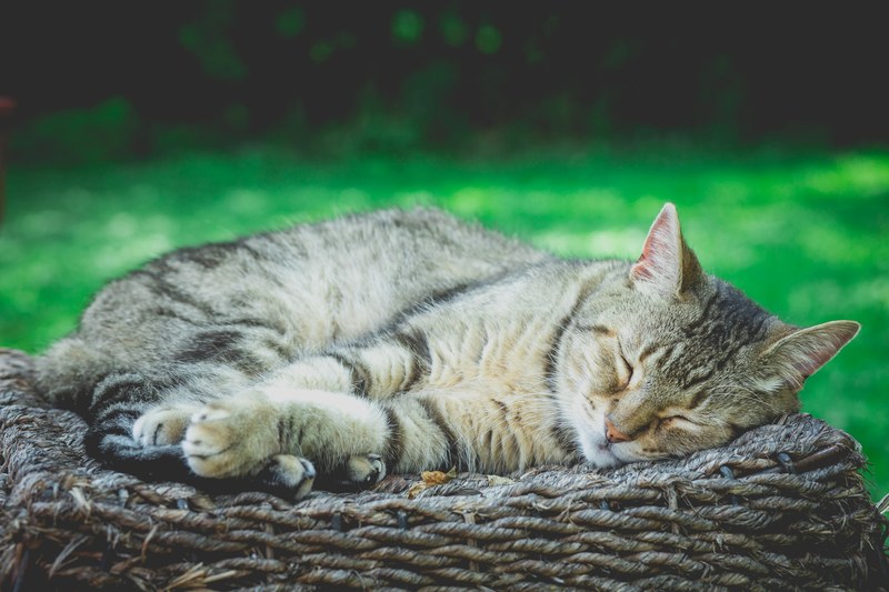 cat sleeping cat tabby cat and animal 4k
