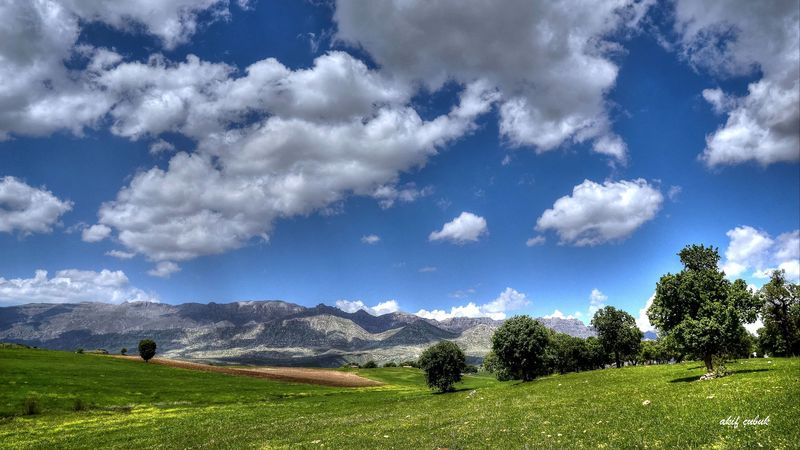 field, mountains, trees, landscape, 4k