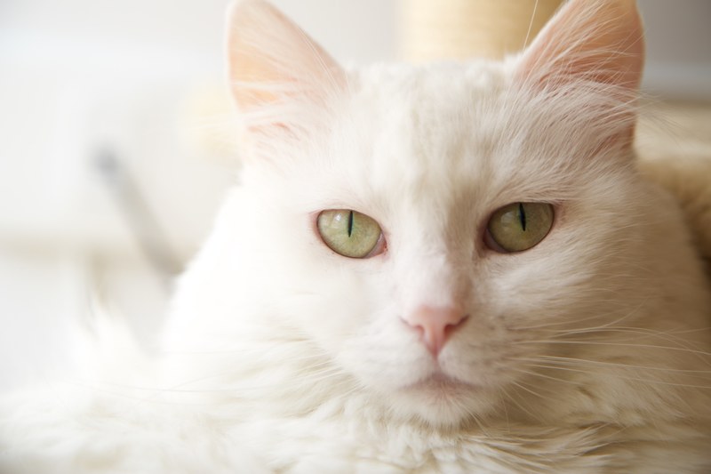 cat pet animal and eye 4k