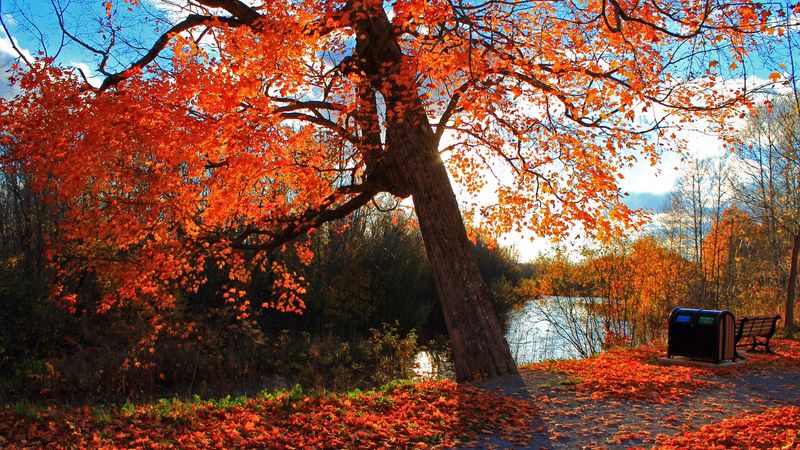 autumn, park, river, shop, landscape, 4k