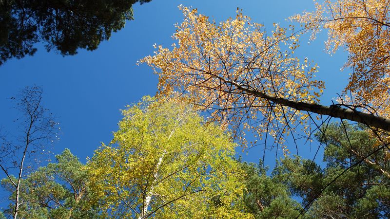 autumn, forest, sky, 4k