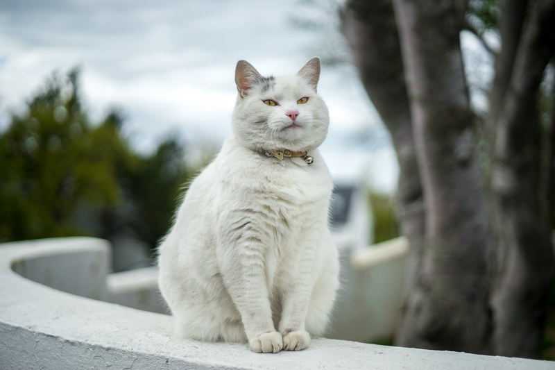 catsofreykjavik reykjavik catmapper and cat 4k