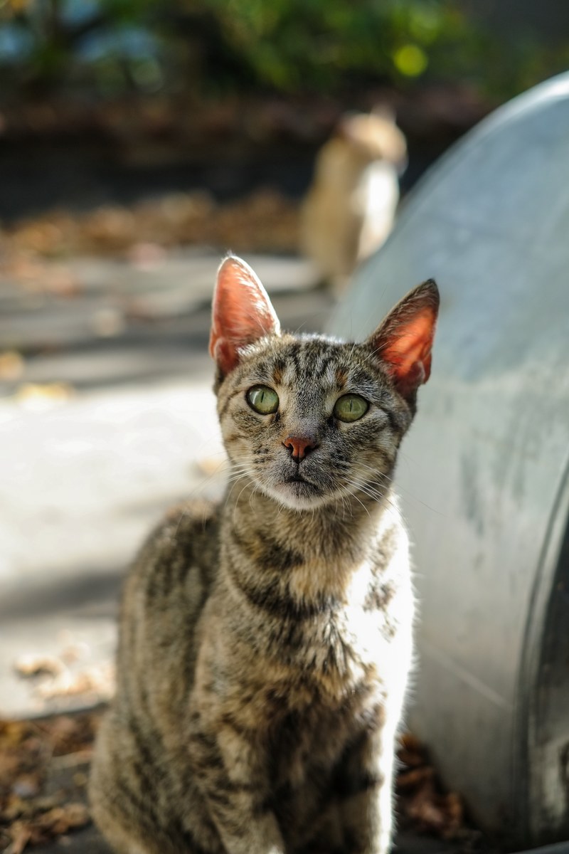 claw eye whisker and pet hd, 4k