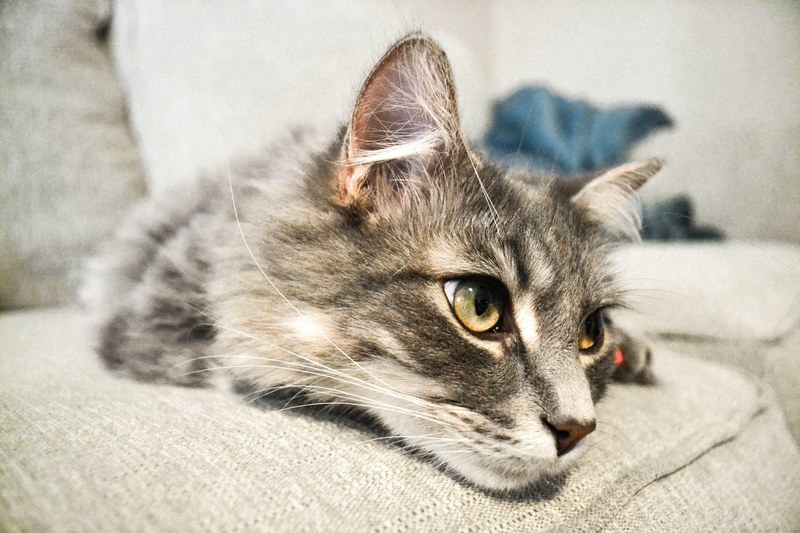 wisker cat nap lazy and lazy day 4k