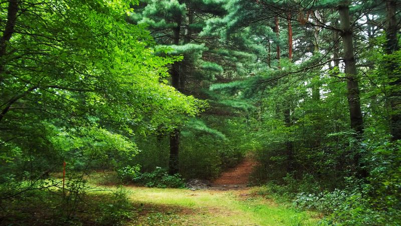 forest, trees, nature, 4k