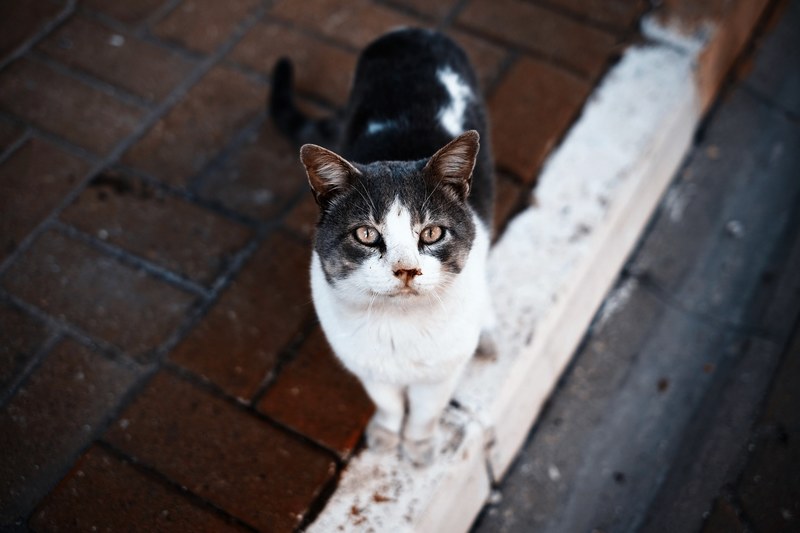 cat feline pet and pavement 4k