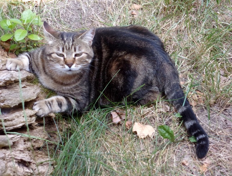mina on the scratcher in the garden 4k