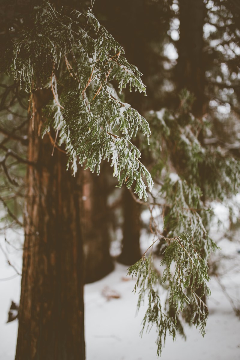 macro shot of a branch of green leaves on a tree in lake arrowhead california, california winter forest 4k