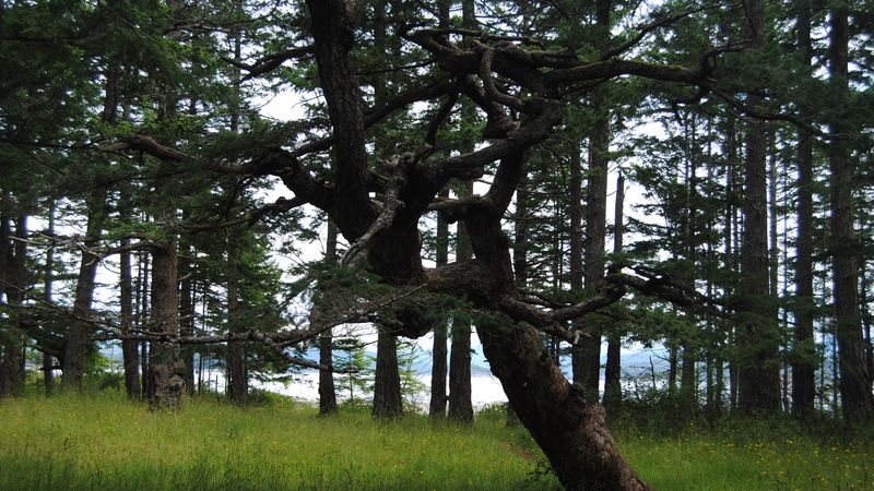 forest, trees, nature, 4k