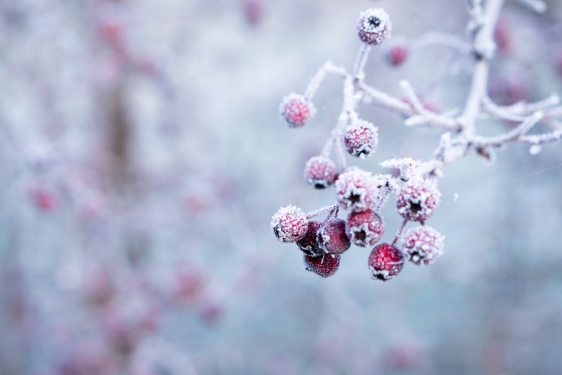 forst forzen berry and branch 4k