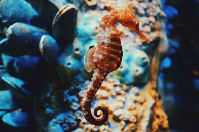 seahorse underwater swimming and marine 4k