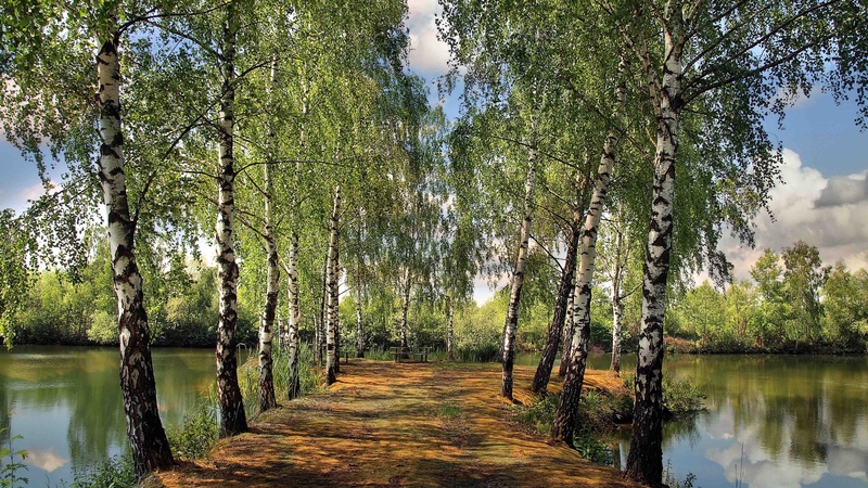 summer, pond, park, birch, landscape, 4k