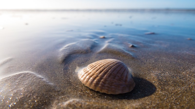 seashell in the wet sand shoreline at ijmuiden, seashell in wet sand 4k