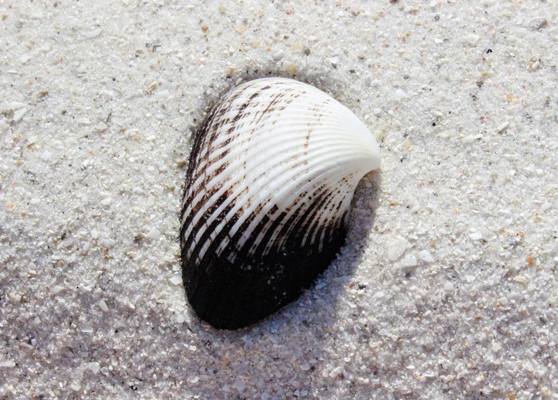 shell close up sand and sea shell 4k