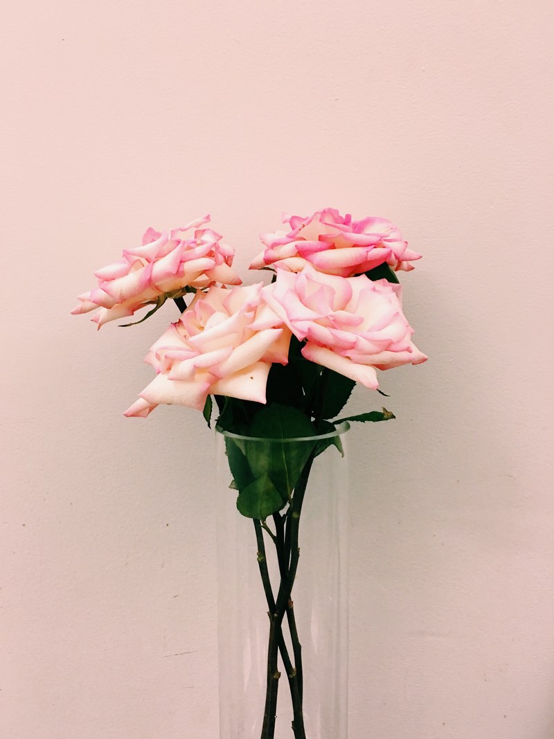 pink flowers with light pink background, _pink white flowers 4k
