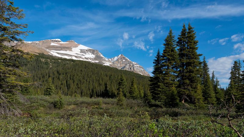 parks canada, mountain, forest, landscape, bushes, nature, 4k