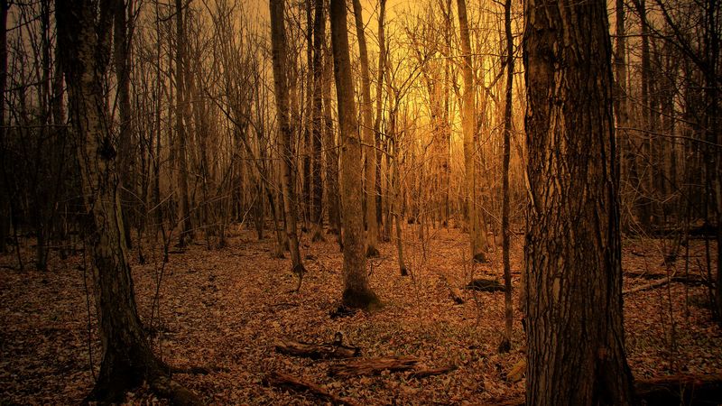 autumn, forest, trees, 4k