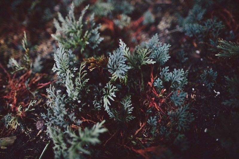 close up of small coniferous branchlets, conifer branchlets up close 4k