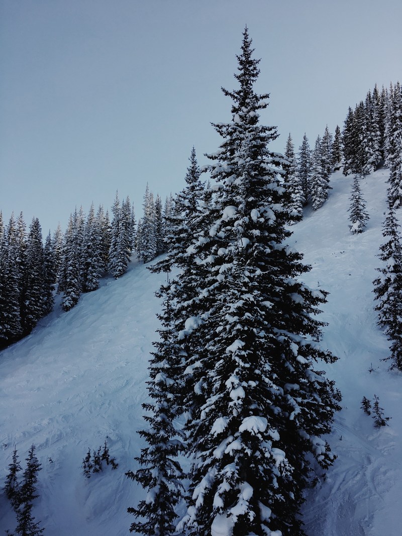 ski snowfall mountain and forest hd, 4k