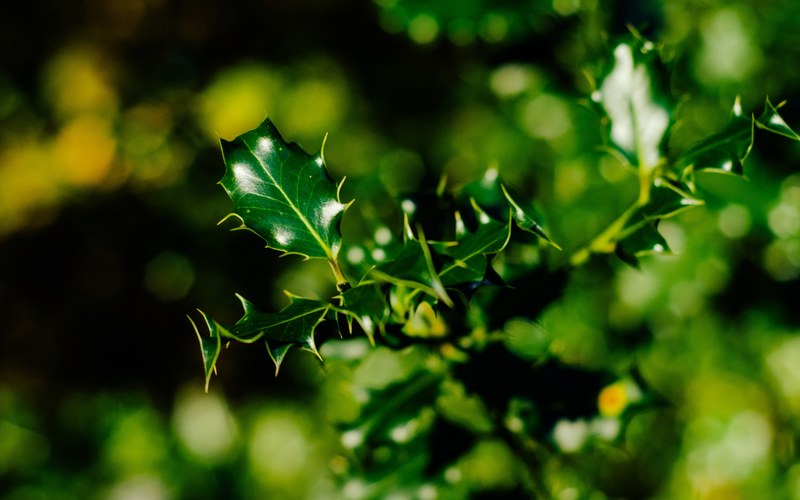 holly 4k