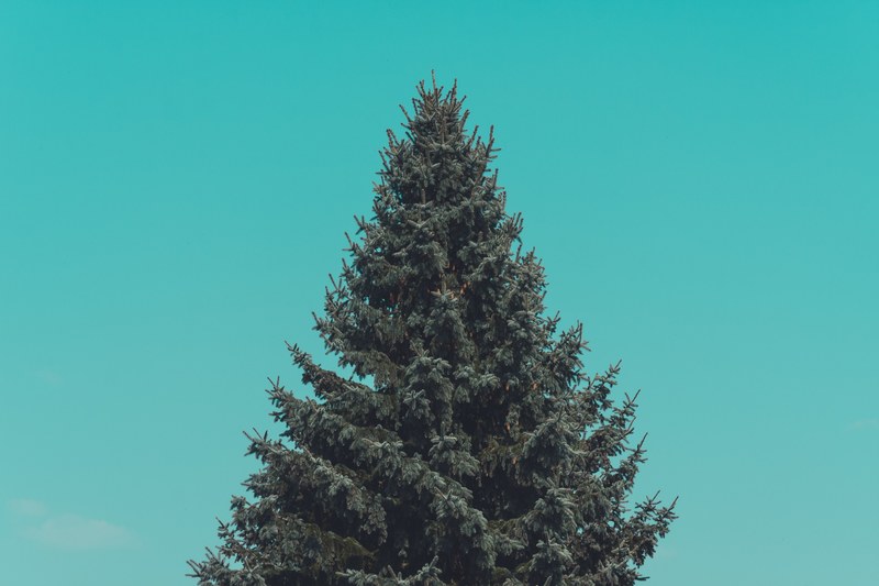 pine tree fir conifer and tree 4k