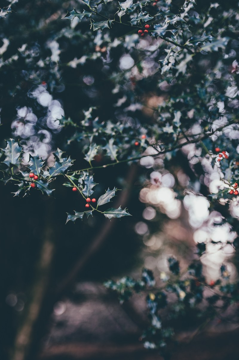 holly branches with red berries extend from a tree, holly tree 4k