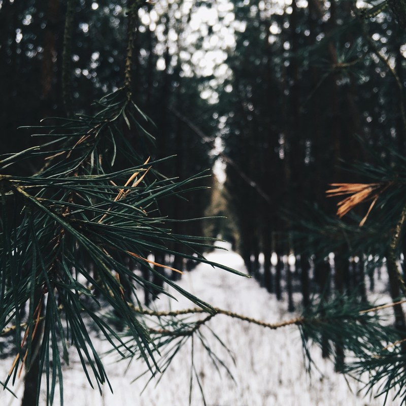 view of a snowy path in the evergreen pine forest through a branch of pine needles, instagram_comsylwiamiszczuk 4k