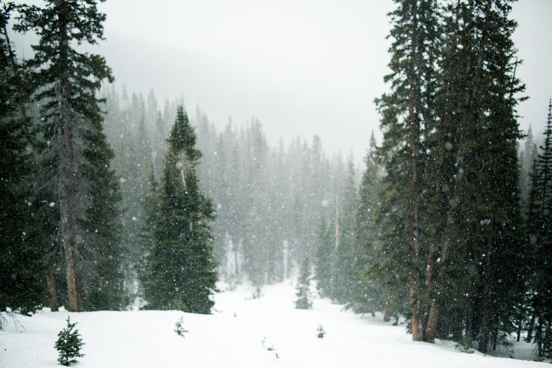 falling snow over a coniferous forest in butler gulch, falling snow in a forest 4k