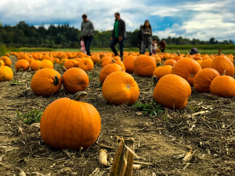 pumpkin patch harvest pumpkin and farm 4k