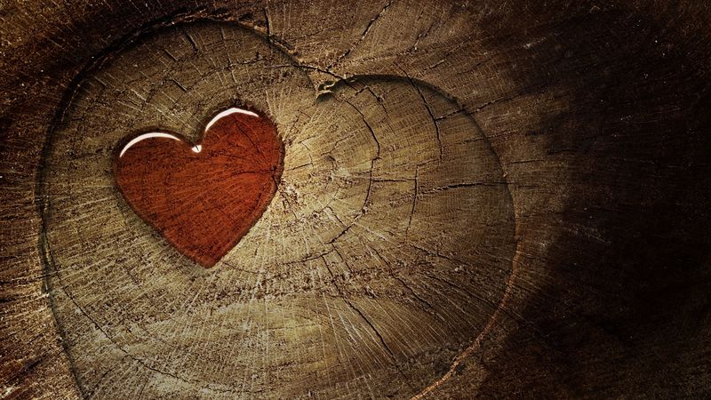 heart, love, tree stump, tree, 4k