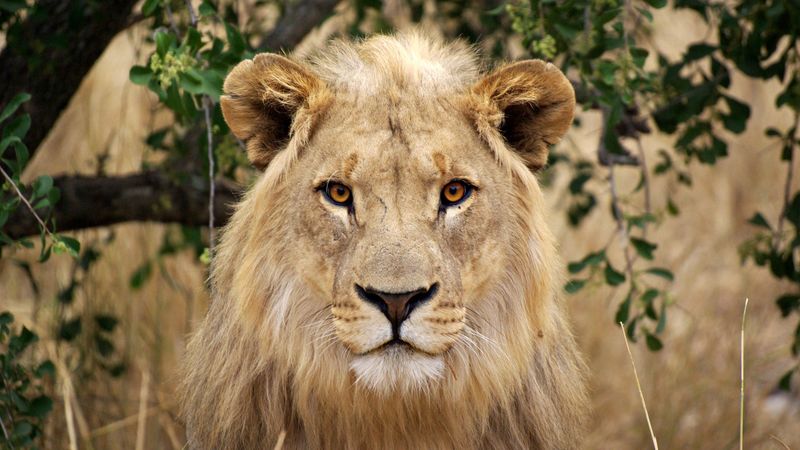 lion, face, big cat, cute, 4k