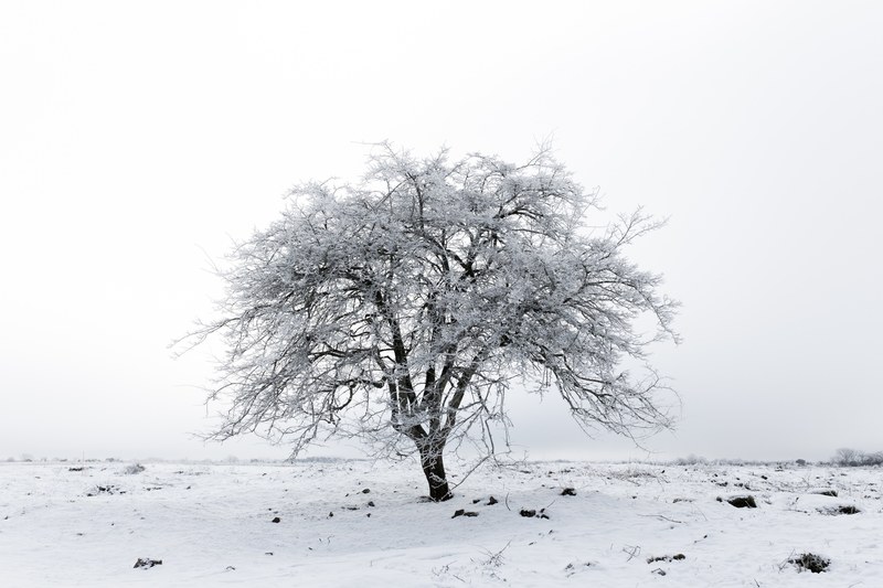 leaf snow backdrop and season 4k