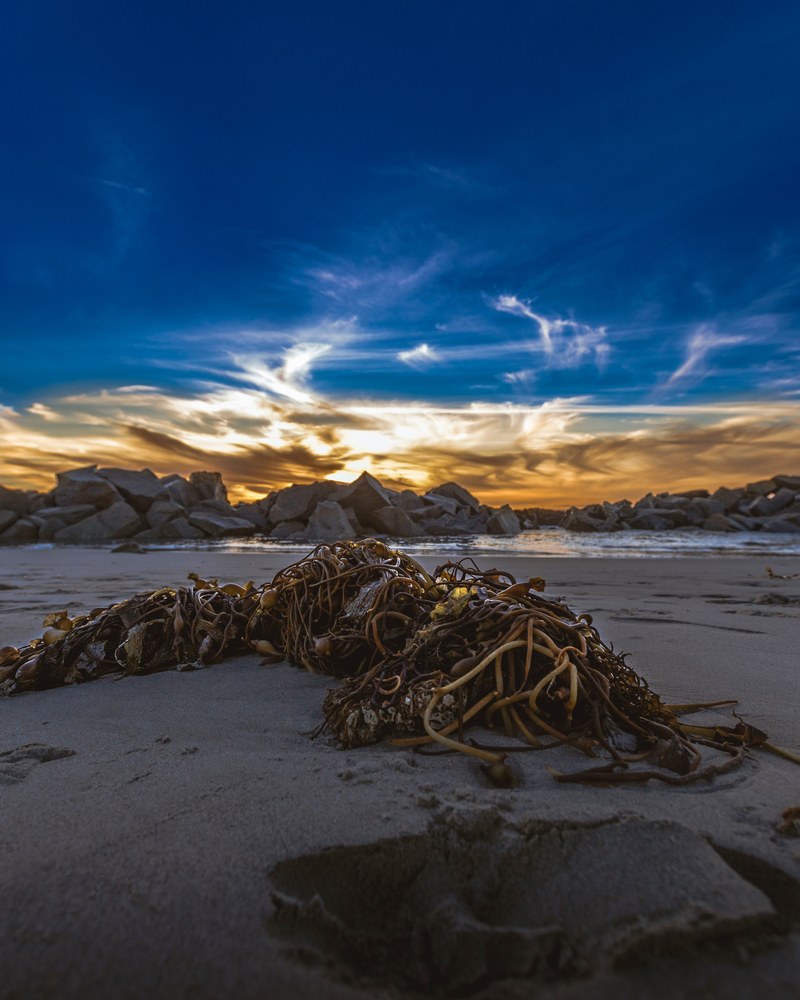 west coast seaweed ocean and beach hd, 4k