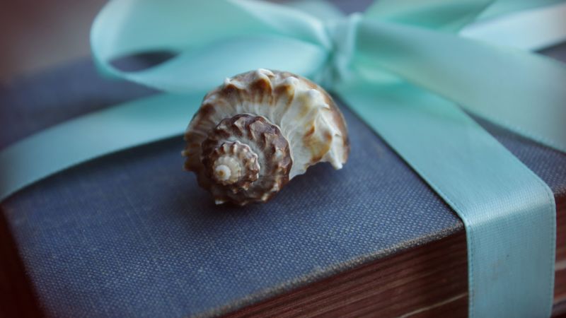 shell, book, old, gift, ribbon, bow, 4k