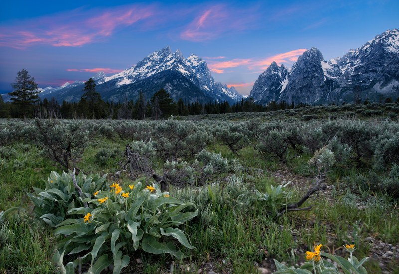 tetons and wildflowers 4k