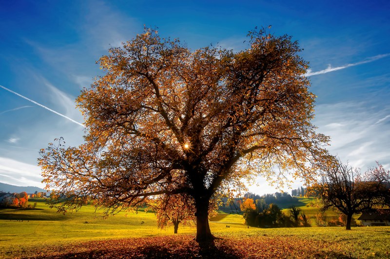 autumns tree 4k
