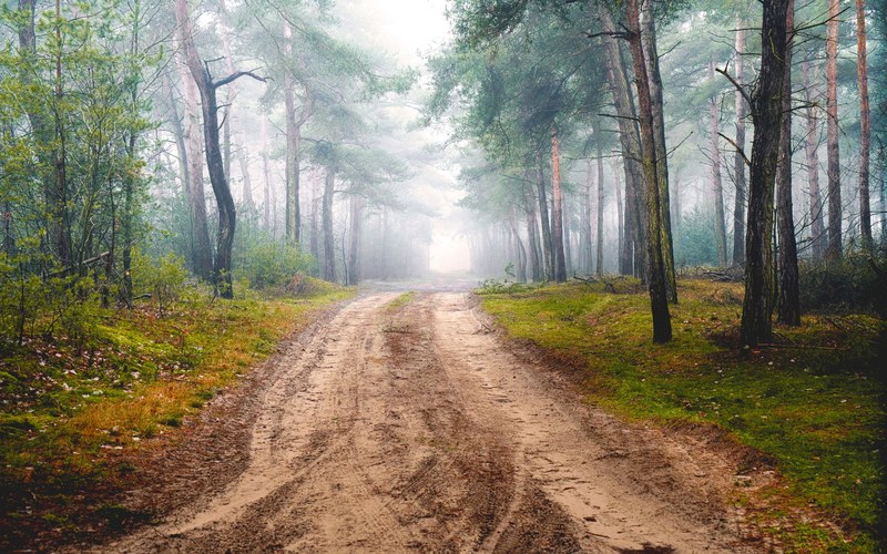 foggy forrest 4k