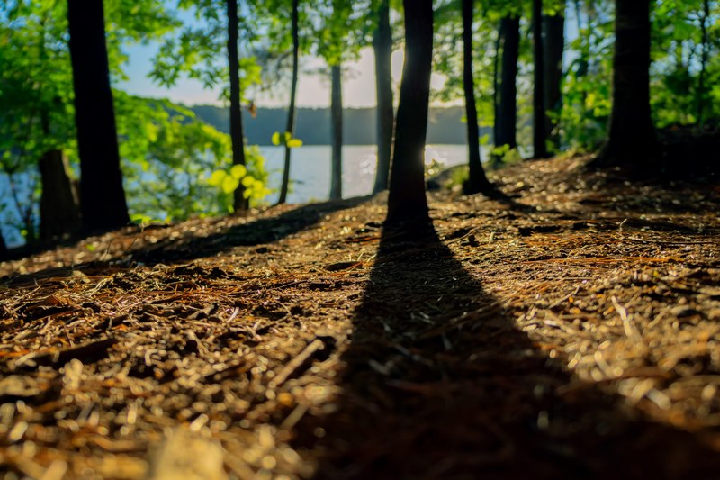 trees on the shore of a lake casting long shadows during sunset, zzzip 4k