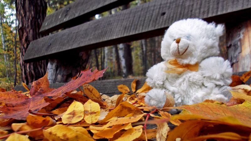 teddy bear, toy, loneliness, autumn, bench, leaves, 4k