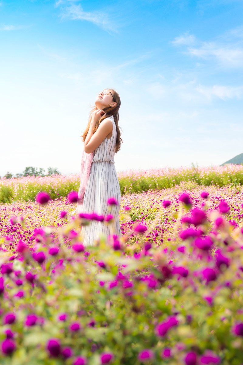 field flowers sunny and sunshine hd, 4k